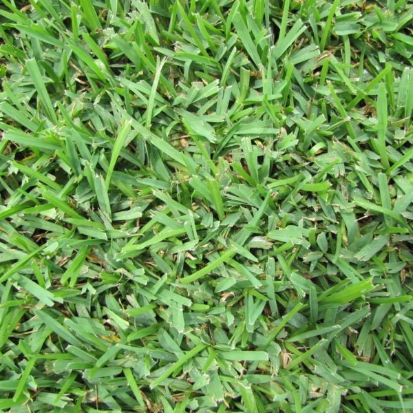 Palmetto St Augustine Grass Plugs - Seed Barn