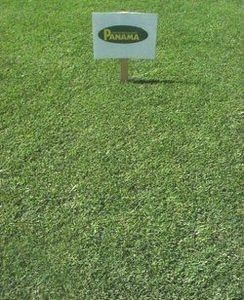 Panama Bermuda Grass Seed - 5 Lbs. - Seed Barn