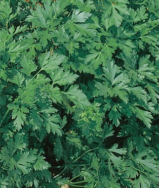 Parsley Dark Green Italian Seed - 1 Packet - Seed Barn