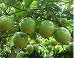 Passion Fruit Plant - 1 Gal - Seed Barn