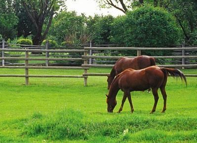 Pasto Rico Bermuda Grass Seed - 20 Lbs. - Seed Barn