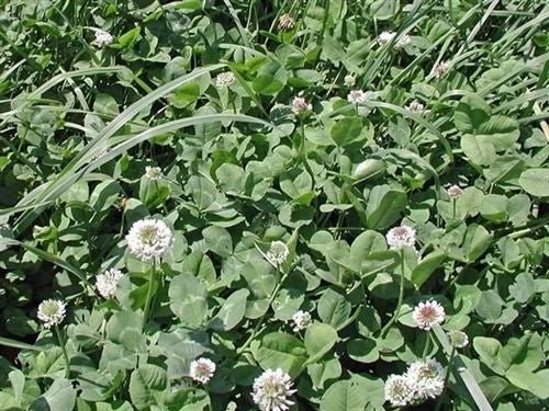 Patriot White Clover Seed - 5 Lbs. - Seed Barn