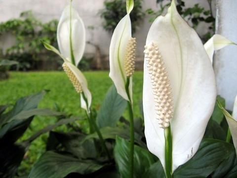 Peace Lily 6&quot; Plant - Seed Barn