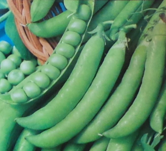 Peas Little Marvel Seed - 1 Packet - Seed Barn