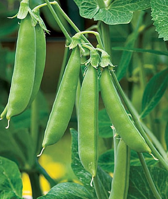 Peas Sugar Snap Seed - 1 Packet - Seed Barn