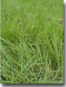 Pensacola Bahia Grass Seed (Coated) - 50 Lbs. - Seed Barn