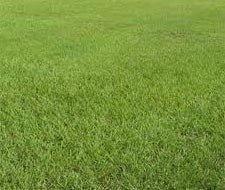 Pensacola Bahia Pasture Grass Seed Raw - 50 Lbs. - Seed Barn