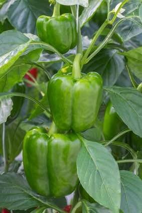 Pepper Early Calwonder Seed Heirloom - 1 Packet - Seed Barn