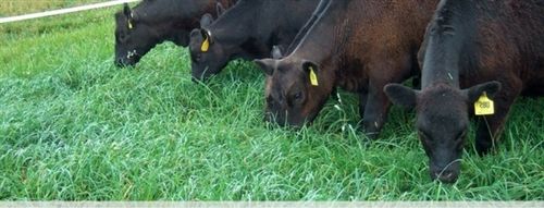 Persist Orchardgrass Seed - Certified 5 Lbs. - Seed Barn