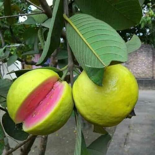 Pink Guava Tree Plant - 1 Gallon (Psidium guajava) - Seed Barn