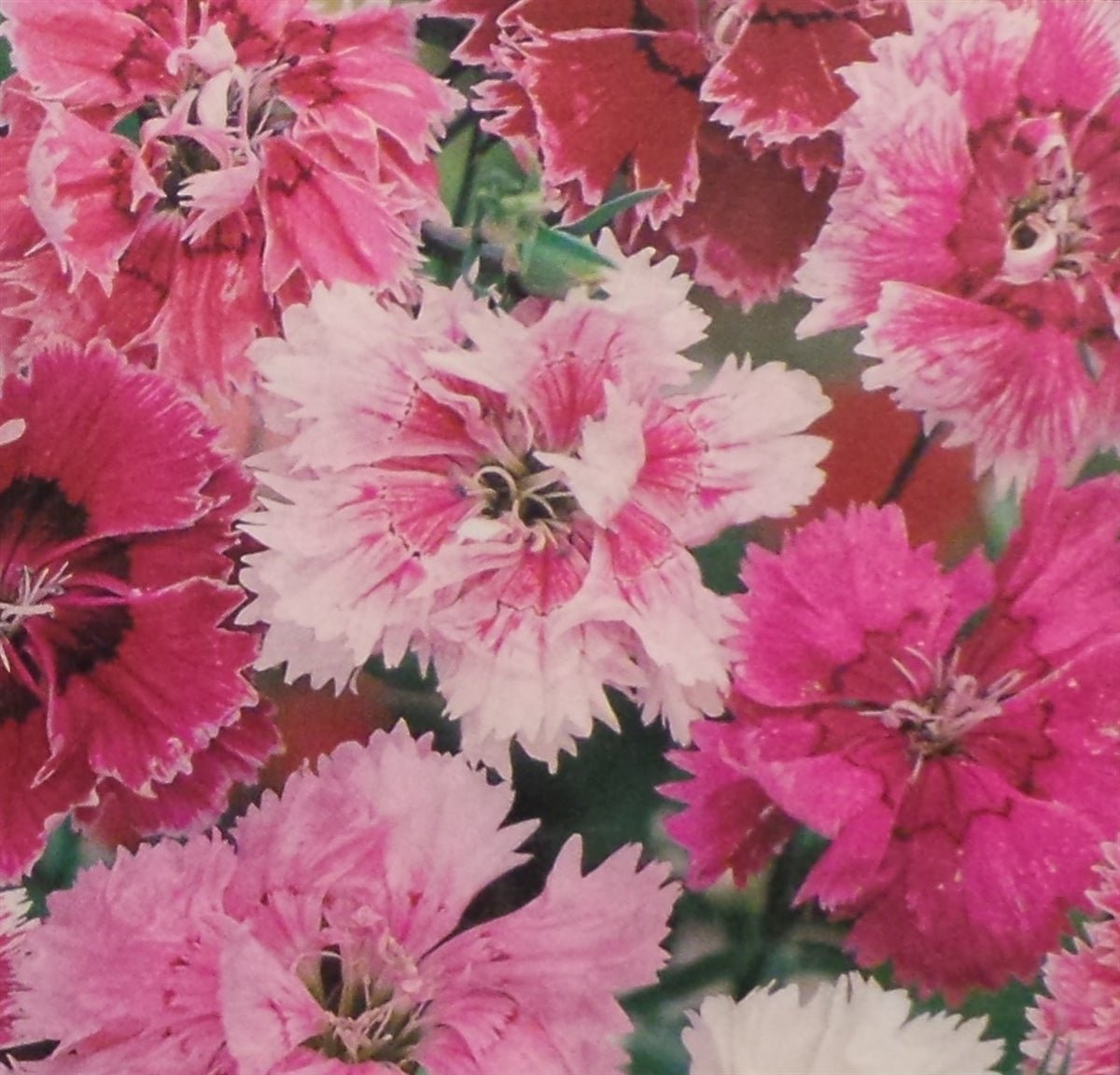 Pinks Dianthus Seed heirloom - 1 Packet - Seed Barn