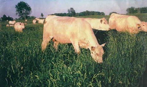 Potomac Orchardgrass Seed Certified - 50 Lbs. - Seed Barn