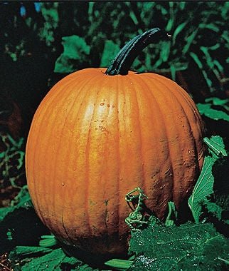 Pumpkin Connecticut Field Seed - 1 Packet - Seed Barn