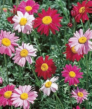 Pyrethrum Daisy Robinsons Mixture Seed - 1 Packet - Seed Barn